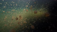 Millions of Golden Jellyfish swim in the sunlit water surrounded by darkness
