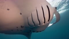 Large Manta Ray swims very close and over viewer