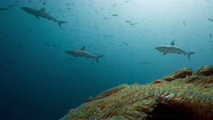 Dynamic reef scene with huge numbers of fish and sharks in the blue water