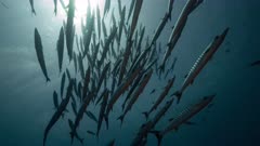 Large school of Blackfin Barracuda silhouetted against sun