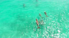 Herd of Dugongs swimming and breathing at surface
