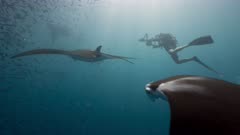 Rebreather Diver and large number of Manta Rays