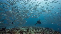 SCUBA Diver with large school of silver Trevally