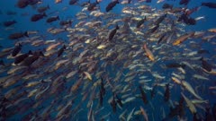 Large aggregation of Bohar Snappers prior to spawning