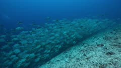 Huge spawning aggregation of Sailfin Snapper in Palau