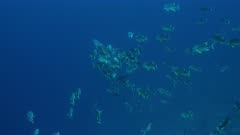 Spawning rush of Sailfin Snapper in Palau