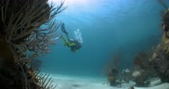 A SCUBA Diver is revealed as he swims over coral reef of Bermuda