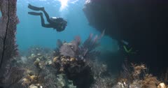 Marine biologists scuba diver revealed as he swims towards Bermuda Cup reef