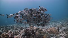 School of Humpback Snappers swim together over deep coral reef