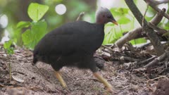 Micronesian Megapode digs her nest in sand mound