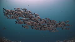 School of Humpback Snapper with blue water background
