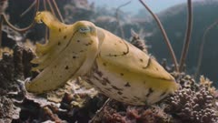 Cuttlefish camouflages as yellow leaf