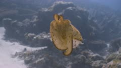 Hidden cuttlefish swims into open water and changes colour to yellow mimicking a leaf 