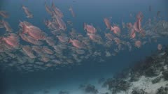 Large school of Red reef fish group together in blue water