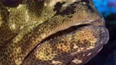 Close up of Grouper mouth and breathing 