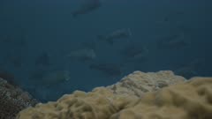 Introduction to Bumphead parrotfish aggregation
