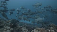 Bumphead parrotfish aggregation on reef prior to spawning