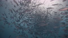 Huge school of plankton eating fish swim and feed on sunlit blue water