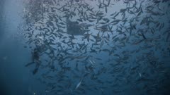 Underwater photographer and Manta Rays among huge school of fish