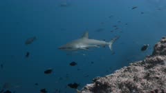 Gray Reef Shark swims gracefully along reef wall