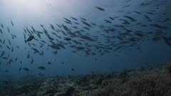 School of Fusiliers swim above coral reef