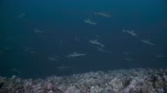 Large numbers of Grey Reef Sharks hunt at Moorish Idol aggregation