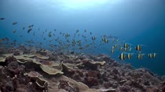 Huge spawning aggregation of Moorish Idols stream over a reef  chased by predators