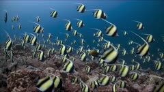 Huge spawning aggregation of Moorish Idols stream over a reef  chased by predators