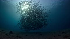 Huge spawning aggregation of Twin spot Snapper silhouetted against the sun
