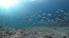 Huge school of Big eye Trevally swim over reef revealing another huge school of spawning Twin spot Snapper