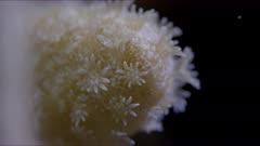 Star shaped coral polyp close up