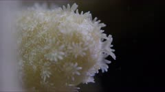Star shaped coral polyp close up focus pull