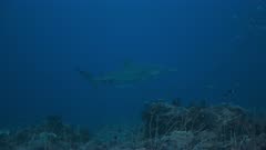 Large Bull sharks swims through school of fusiliers at snapper spawning aggregation