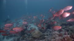 School of red reef fish scatter as they are attacked by a predator, SCUBA Divers in background