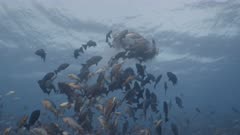 Medium shot of Huge spawning aggregation of Twin-spot Snapper with spawning rush and gamete release