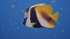 Close up of a Masked Bannerfish swimming in mid-water