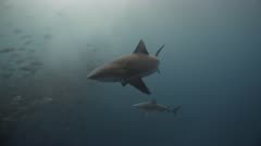 Two Bull sharks swim through spawning cloud of twin spot snapper and towards camera