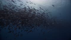 Huge numbers of Twin spot Snappers swim in a spawning aggregation in open blue water