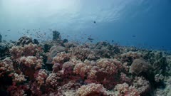 Diverse coral reef with thousands of small red and orange fish swimming and hiding among the corals