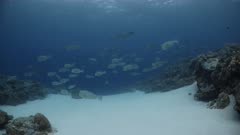Large numbers of adult Bumphead Parrotfish aggregate above a reef in Palau