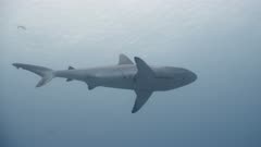 Telephoto shot of Single female Grey Reef Shark with multiple mating bite marks swimming in blue water