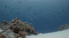 Static low angle shot of coral reef and Bumphead Parrotfish spawning aggregation