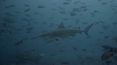 Large Bull Shark swims through aggregation of fish towards camera