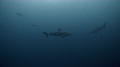 Numerous Bull Sharks swim through aggregation of fish in blue water