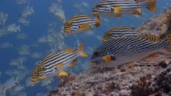 Medium shot of a group of Sweetlips rest on the reef as a huge school of Sailfin Snapper swim by. 