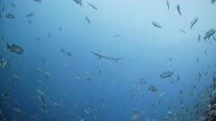 Wide shot of Oceanic Blacktip Sharks swimming above Sailfin Snappers at spawning aggregation on deep reef with multiple spawning rushes in background