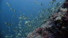 Wide shot looking along reef as huge numbers of spawning Sailfin Snapper sim towards camera