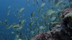 Medium shot looking along reef as huge numbers of spawning Sailfin Snapper sim towards camera