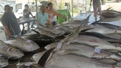 Multiple Yellowfin and Big-eye Tuna at fish market in Palau