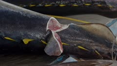 Yellowfin Tuna in fish market with notch in tail for quality test